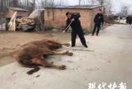 8名歹徒被当场击毙,柳州一男子屠宰场内被牛袭击致死，特警8枪将牛击毙, 你怎么看？