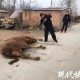 8名歹徒被当场击毙,柳州一男子屠宰场内被牛袭击致死，特警8枪将牛击毙, 你怎么看？