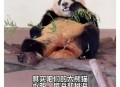 造谣熊猫受虐圈20万,太气愤！中国大熊猫丫丫在美国被“虐待”，何时能回家？