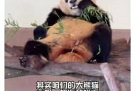 造谣熊猫受虐圈20万,太气愤！中国大熊猫丫丫在美国被“虐待”，何时能回家？