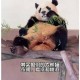 造谣熊猫受虐圈20万,太气愤！中国大熊猫丫丫在美国被“虐待”，何时能回家？