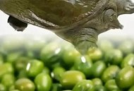 吃野生鳖或内脏损伤,甲鱼的内脏哪些不能吃？