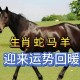 70斤蟒蛇生吞30斤羊,马来西亚一条180公斤的蟒蛇吞掉两只羊，真的有这么大的蛇？