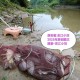 保护区里的疯狂垂钓,自然保护区可以钓鱼吗？