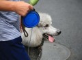 7岁男孩遭3只犬撕咬,7岁男孩遭3只犬撕咬怎么办