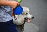7岁男孩遭3只犬撕咬,7岁男孩遭3只犬撕咬怎么办