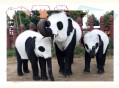 日本希望再租借熊猫,各个国家租借大熊猫每年要多少元？