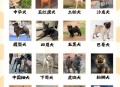 解除禁养中华田园犬,解除禁养中华田园犬的原因