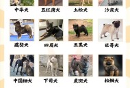 解除禁养中华田园犬,解除禁养中华田园犬的原因