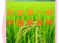 温州超级水稻2.1米高,温州超级水稻2.1米高产多少