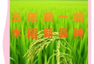 温州超级水稻2.1米高,温州超级水稻2.1米高产多少