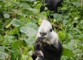 白头叶猴50米速降,崇左白头叶猴有多厉害？