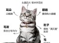 中国小猫被运到美国,中国小猫被运到美国了吗