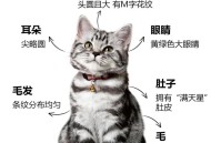 中国小猫被运到美国,中国小猫被运到美国了吗