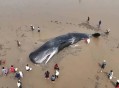 日本多条抹香鲸搁浅,抹香鲸搁浅地不是中国海岸，而是日本海岸下场会如何？