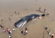 日本多条抹香鲸搁浅,抹香鲸搁浅地不是中国海岸，而是日本海岸下场会如何？