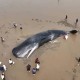 日本多条抹香鲸搁浅,抹香鲸搁浅地不是中国海岸，而是日本海岸下场会如何？