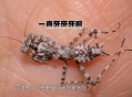 误杀邻居宠物螳螂,误杀邻居宠物螳螂视频