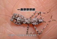 误杀邻居宠物螳螂,误杀邻居宠物螳螂视频