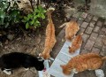 医生持弓箭射流浪猫,急诊科医生猫进肚子里结局？