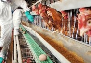 日本扑杀6000只鸡,杀鲸有犯罪吗？