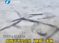 台风后遍布生蚝蛤蜊,为什么大风过后生蚝质量会下降？