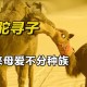 骆驼受惊将母子摔下,骆驼受惊将母子摔下来的故事