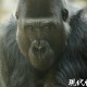 上海动物园道歉,北京动物园饲养员被指抽打中美貘，园方：诚恳致歉，对该饲养员停职检查，该行为未对动物造成伤害。你怎么看？