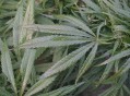 小孩哥发现野生大麻,种植的麻与野生有什么区别？