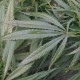 小孩哥发现野生大麻,种植的麻与野生有什么区别？
