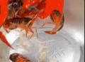 草酸洗虾多日不换水,虾网清洗剂是什么成分？