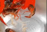 草酸洗虾多日不换水,虾网清洗剂是什么成分？