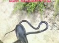 遇蛇大叫把蛇吓跑了,蛇最怕什么声音？