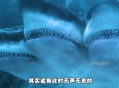 冲浪遭鲨鱼袭击身亡,三亚下海会有鲨鱼吗？