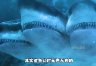 冲浪遭鲨鱼袭击身亡,三亚下海会有鲨鱼吗？