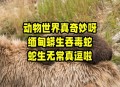 70斤蟒蛇生吞30斤羊,70斤蟒蛇生吞30斤羊蛇