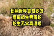 70斤蟒蛇生吞30斤羊,70斤蟒蛇生吞30斤羊蛇