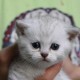 主人欠钱猫被拍卖,主人欠钱猫被拍卖怎么办
