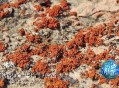 南极地衣百年长1毫,南极地衣和南极石的价值高么？想转让一个，但是不知道多钱转让？