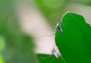 最大蚊子工厂将投产,巴西全球最大蚊子工厂将投产