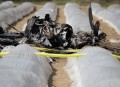 法国飞机坠毁致3死,巴黎和会三巨头分别被称为百灵鸟？