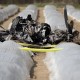 法国飞机坠毁致3死,巴黎和会三巨头分别被称为百灵鸟？