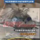 猫屋虐猫致4只猫死,虐猫的人，是一种什么样的心理？