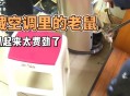 男子洗空调捅到鼠窝,空调进老鼠最简单的处理方法？
