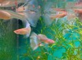 水族馆元老级鱼离世,我水族箱里的热带鱼身上长白毛相继死去怎么办啊？