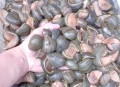 自来水中含活体虫,水蛭养殖要考虑哪些风险？