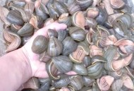自来水中含活体虫,水蛭养殖要考虑哪些风险？