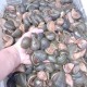 自来水中含活体虫,水蛭养殖要考虑哪些风险？