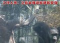 被大猩猩反向投喂,乌鸦记仇吗？它的报复心有多强？