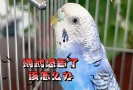 口袋养鹦鹉致高烧,鹦鹉小鸟好像发烧了,怎么办！急？